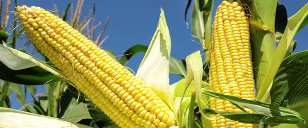 Introspecting sweet memories